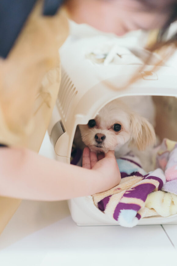 リングドッグを務める愛犬がキャリーから顔をのぞかせる様子